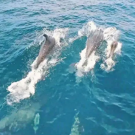 Samana جويا